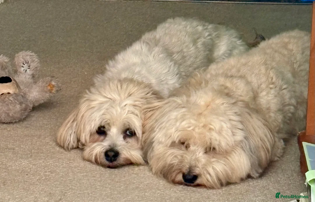 Havanese dogs for sale: Gorgeous Havanese Puppies  - Advert 4