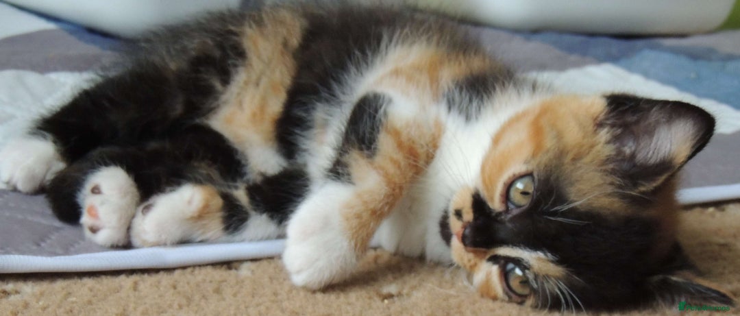 Devon Rex cats for sale: Just 1 girl left - GCCF Devon Rex Variant kittens  in Wolverhampton - Image 22
