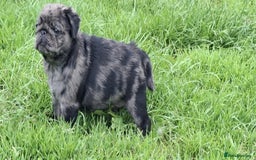Pug dogs for sale: Pug puppies-Merle, panda and koi - Image 13