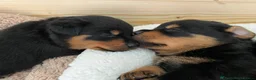 Rottweiler dogs for sale: 12 week male Rottweiler puppy - Advert 20