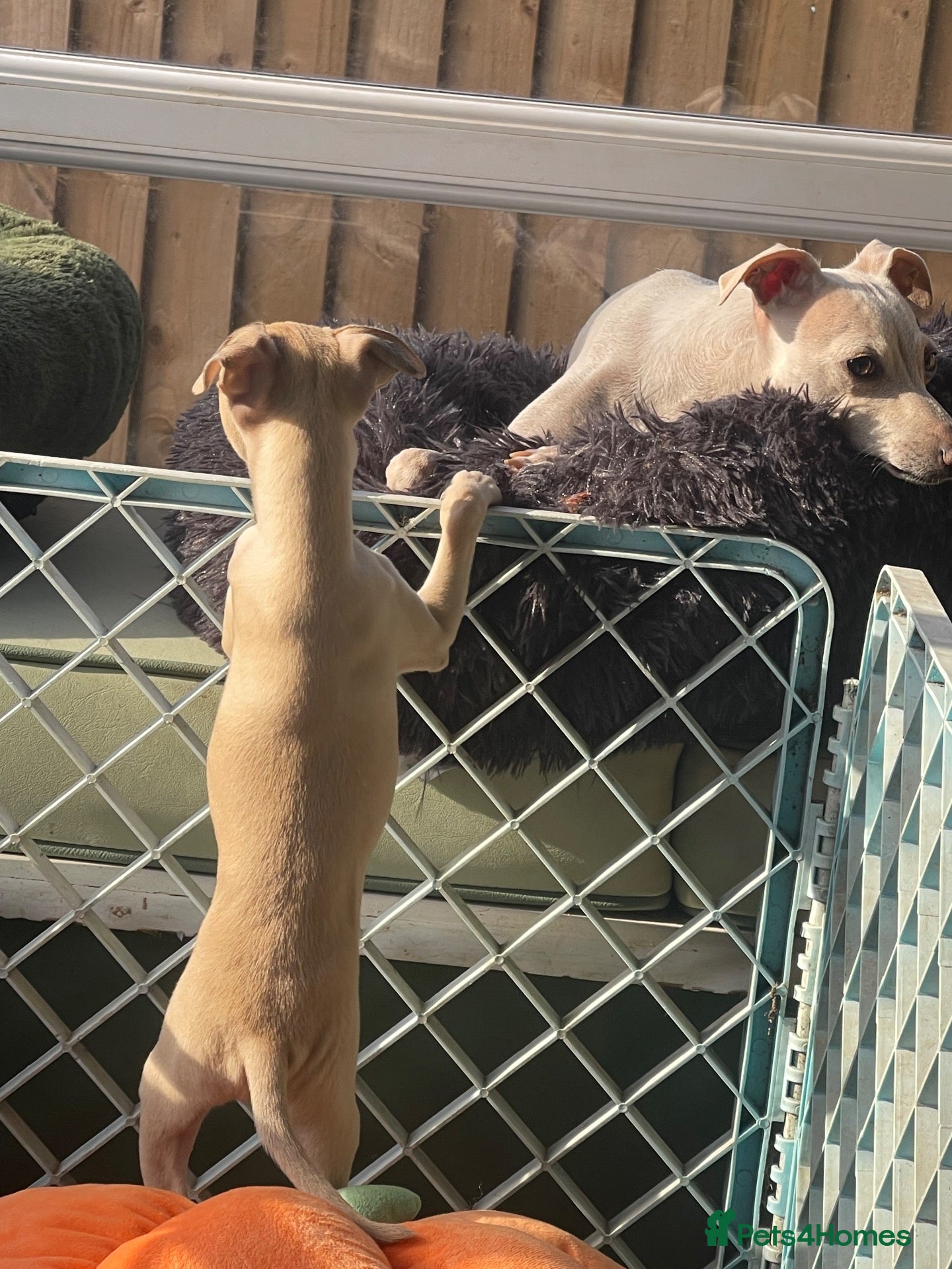 Italian Greyhound dogs 🐾✨Gorgeous KC Italian greyhound licensed breeder  - Advert 2