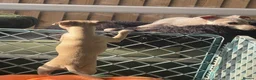 Italian Greyhound dogs for sale: 🐾✨Gorgeous KC Italian greyhound licensed breeder  - Advert 2