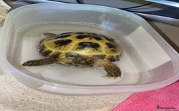 Tortoise reptiles for sale: Horsfield tortoise  - Image 5