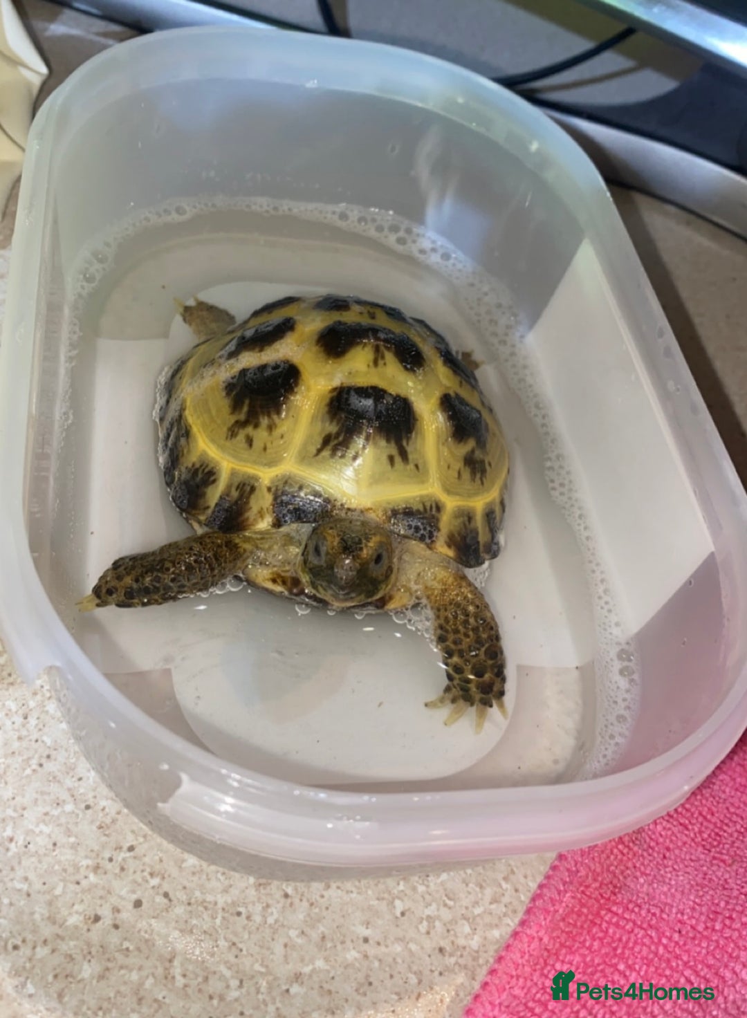 Tortoise reptiles for sale: Horsfield tortoise  - Image 5