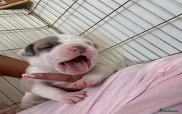 American Bulldog dogs for sale: American bulldogs - Image 15