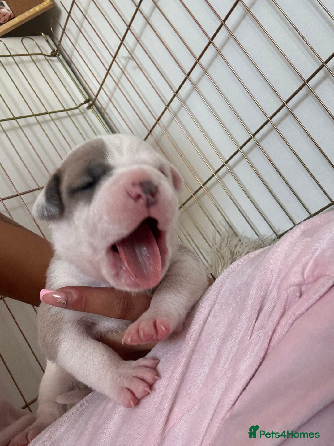 American Bulldog dogs for sale: American bulldogs - Image 15