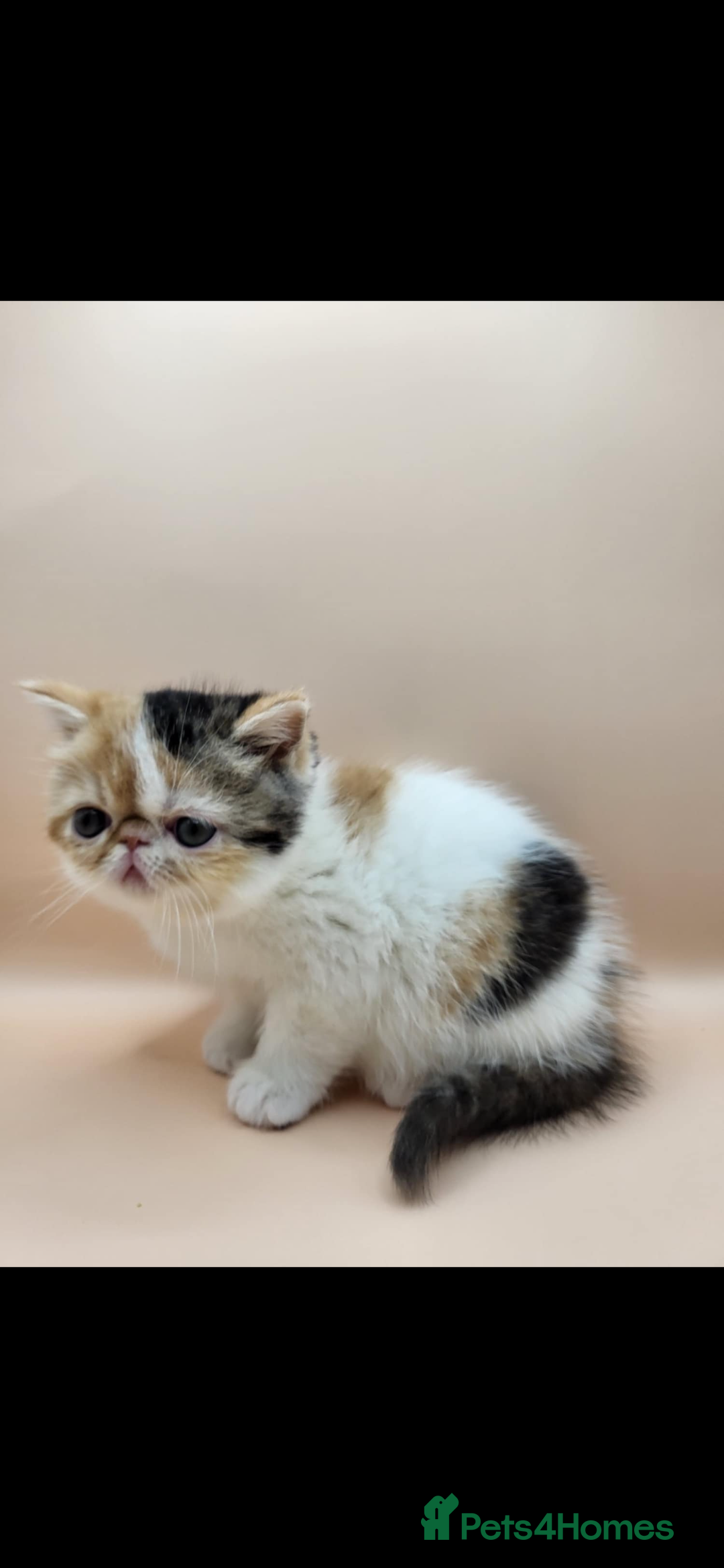 Exotic cats for sale: Exotic kittens  - Advert 27