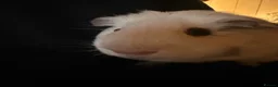 Guinea Pig rodents for sale: 2 male guinea pigs  - Advert 6