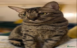 Savannah cats for sale: F5 Savannah Cat Male - Image 2