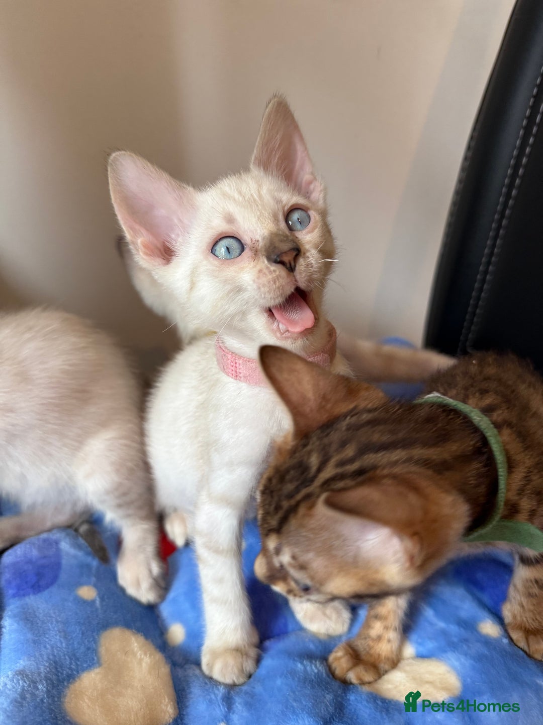Bengal cats for sale: Pedigree Snow Bengal Kittens with TICA - Image 10