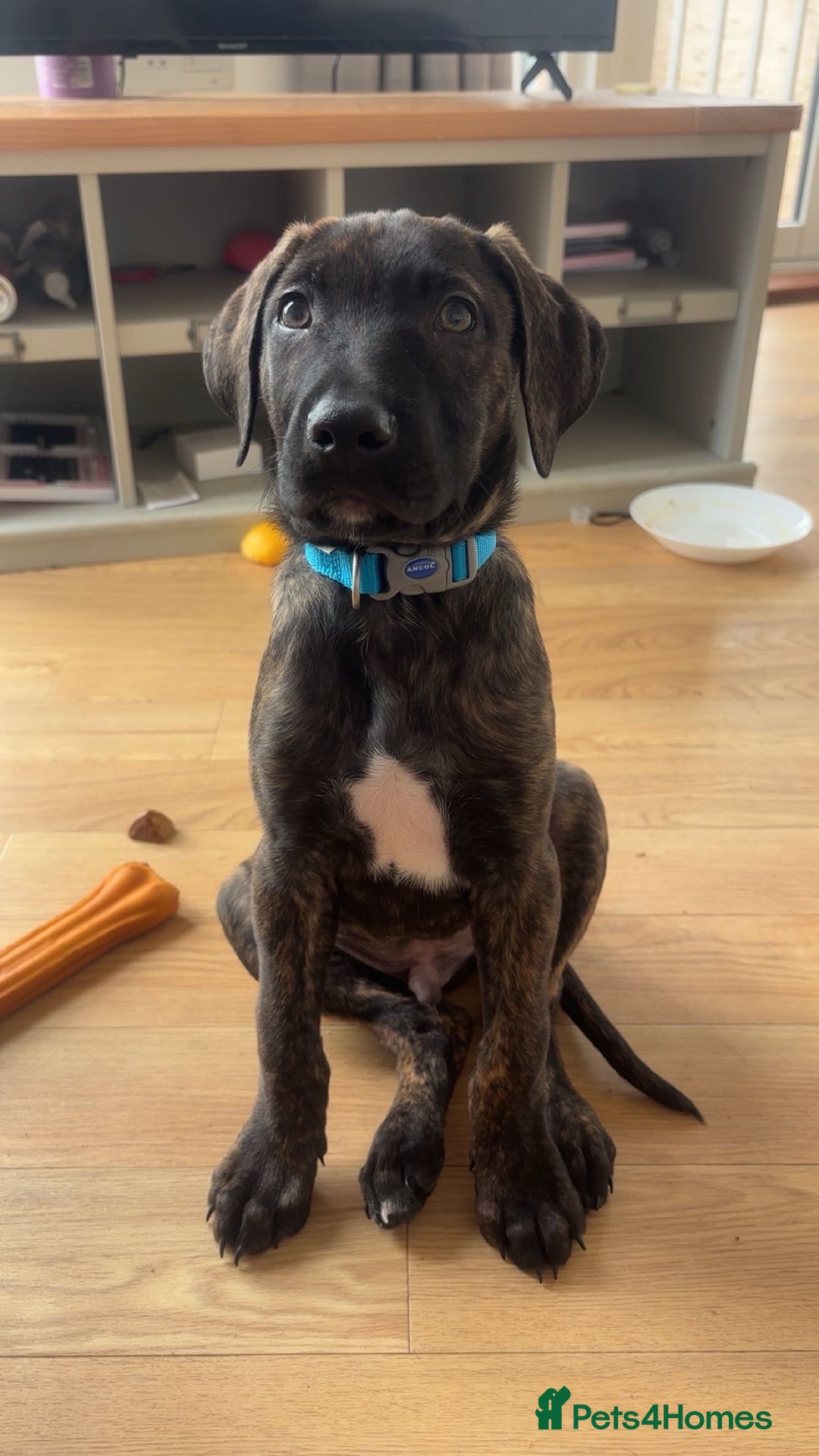 Mixed Breed dogs for sale: Male puppy ready for rehoming  - Image 3