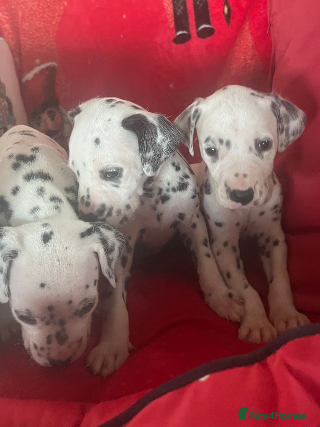 Dalmatian dogs for sale: Top quality Dalmatian puppies 5* homes  - Advert 24