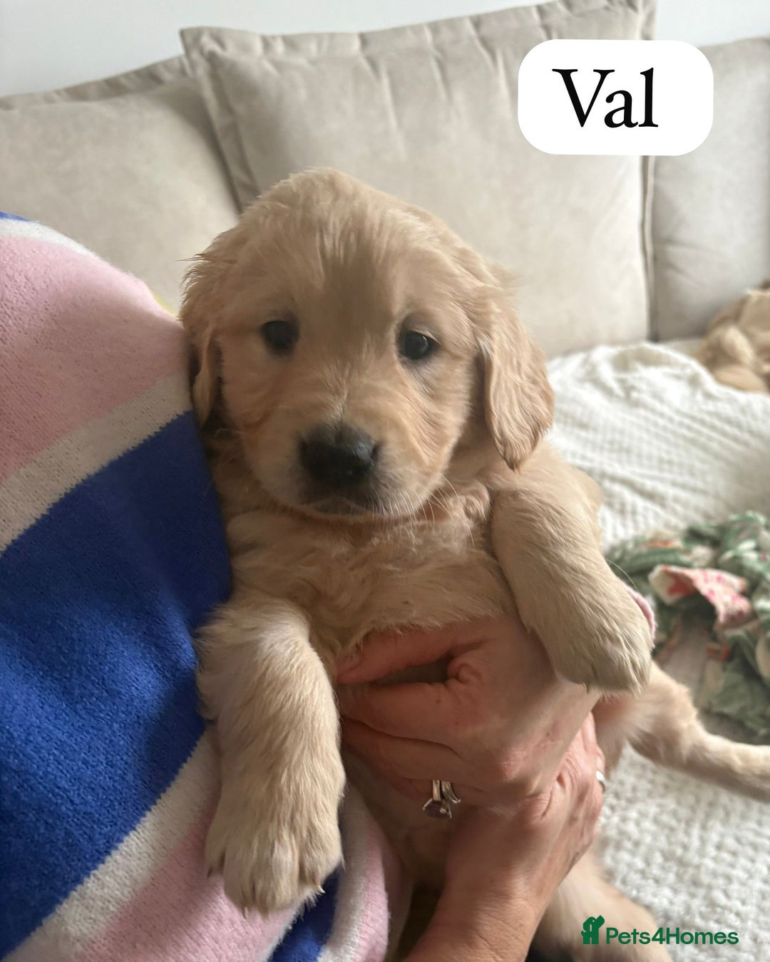 Golden Retriever dogs for sale: Golden Retriever Puppies For Sale - Advert 6