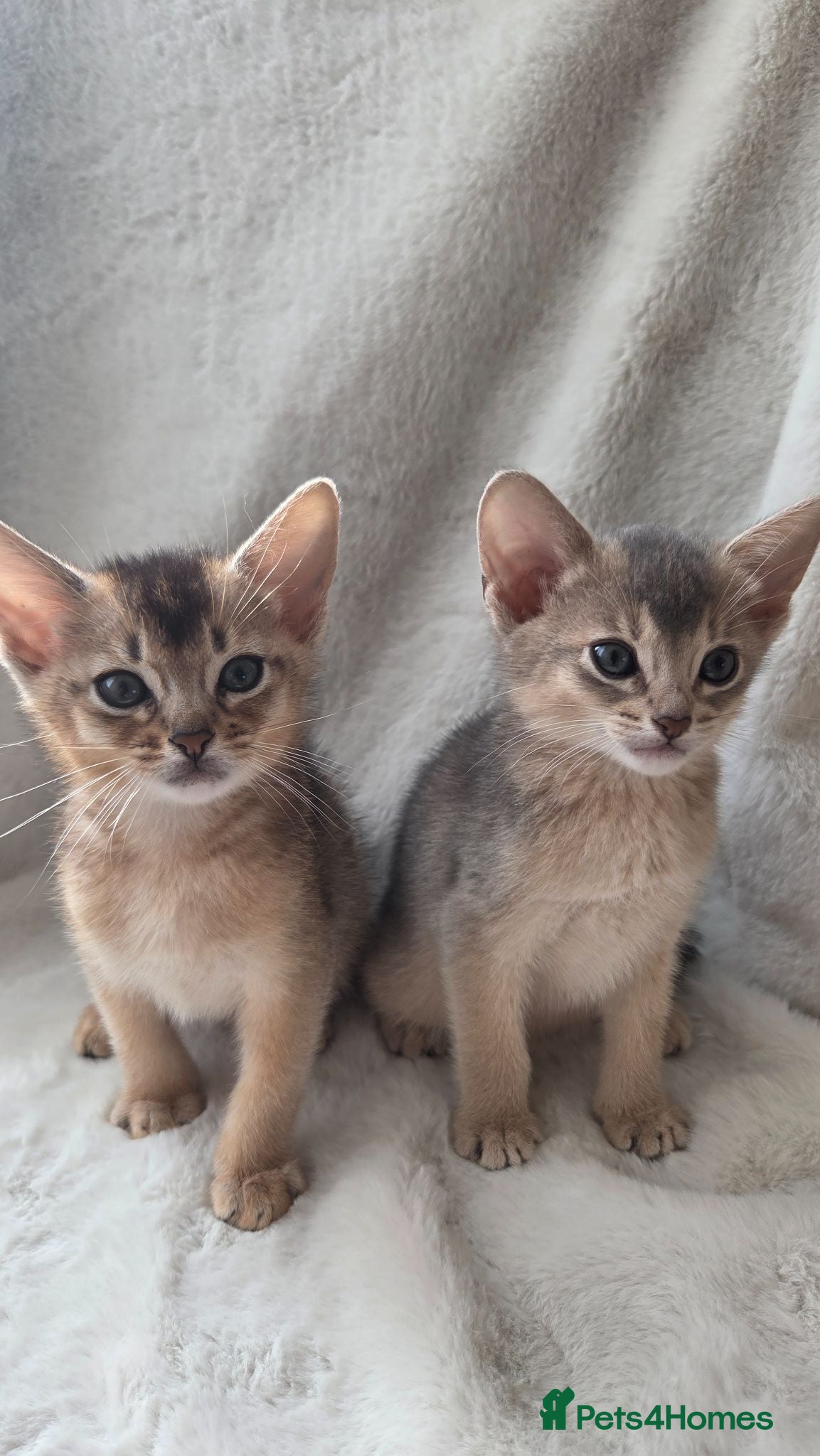 Abyssinian cats 2 Adorable Abyssinian kittens - TICA registered❤️ - Advert 2