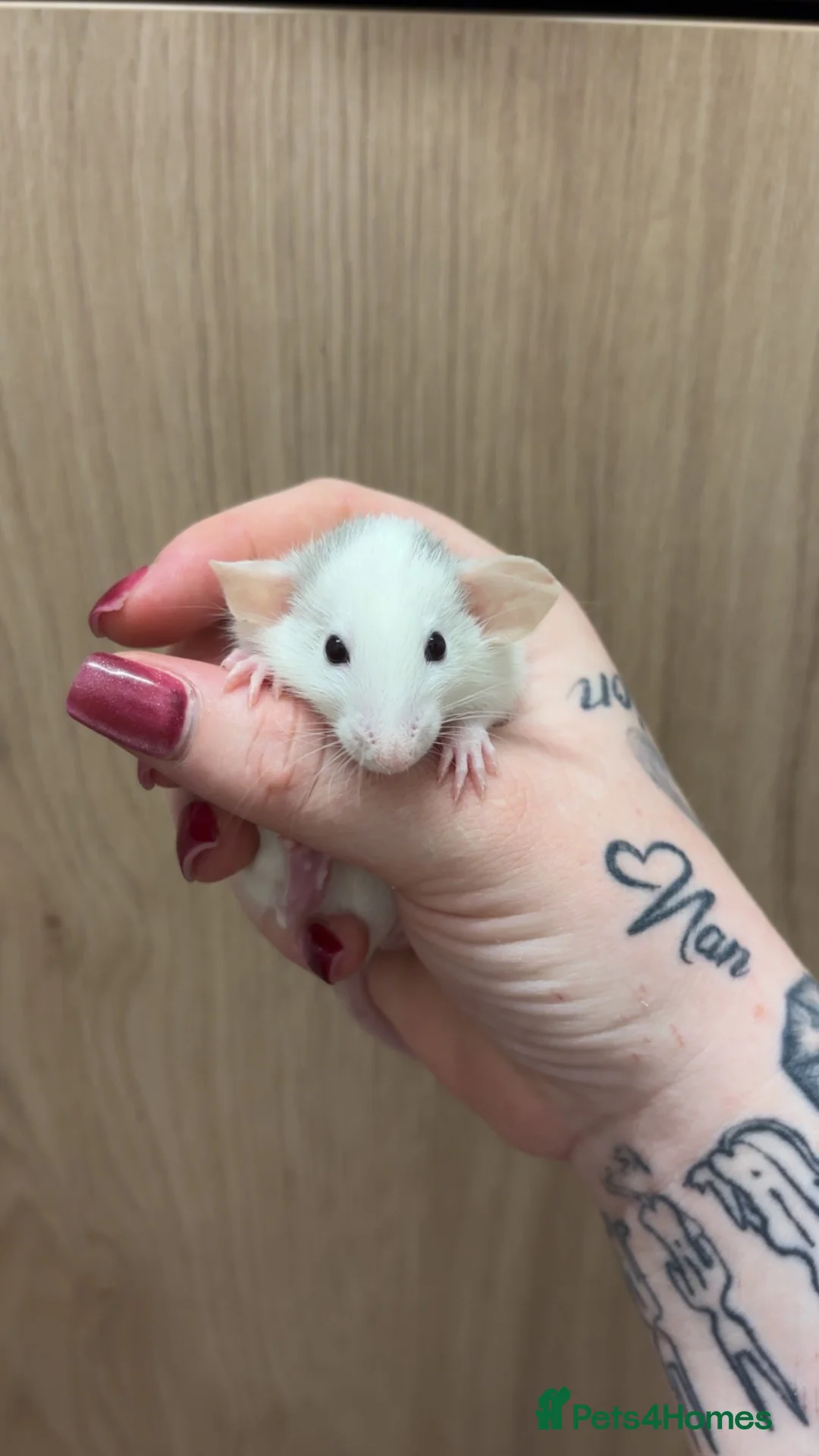 Rat rodents for sale: Gorgeous pedigree dwarf rat pups - Advert 32
