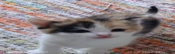 Mixed Breed cats for sale: Four girls. - Advert 2