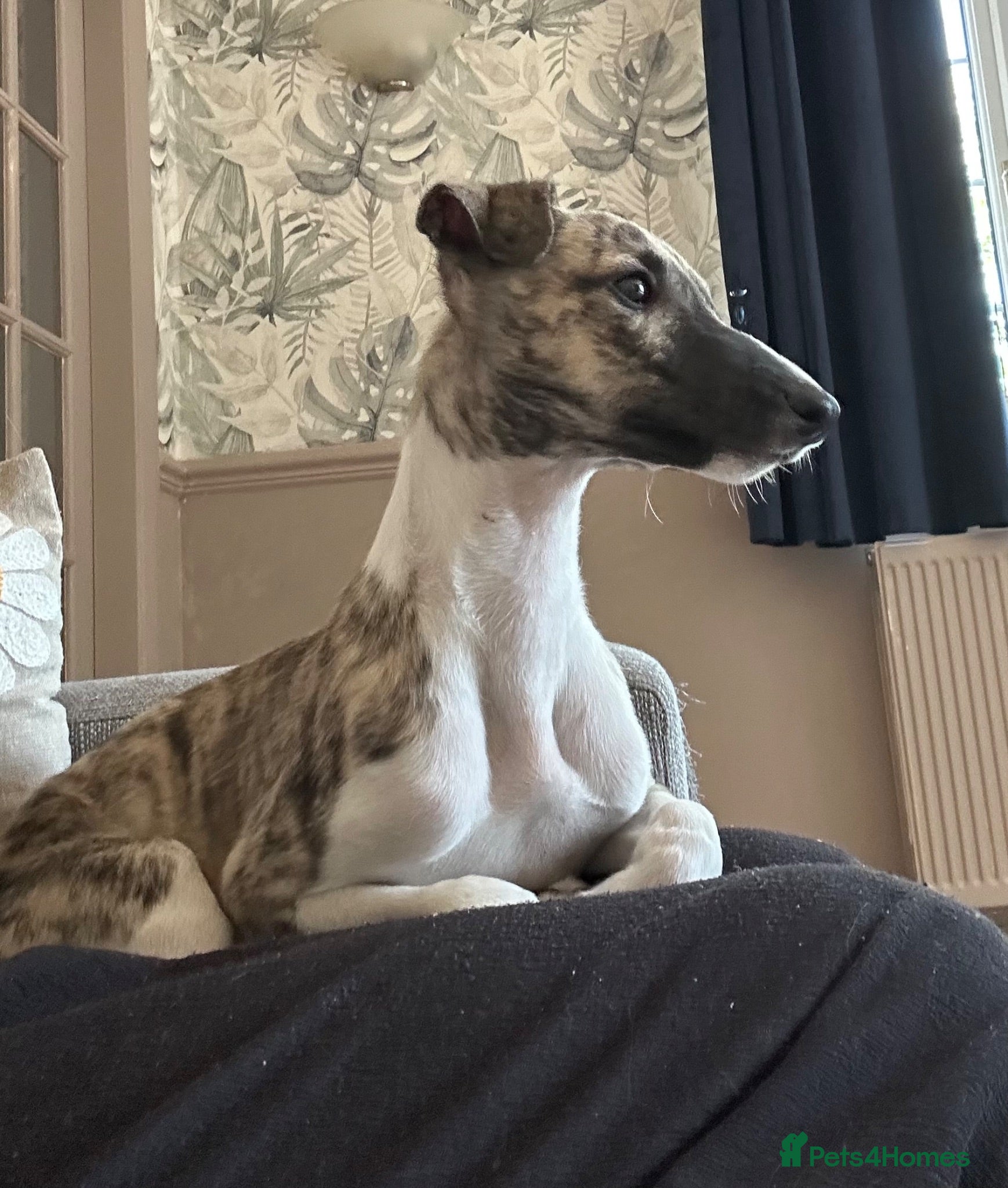 Whippet dogs  Beautiful male kc reg full pedigree  - Advert 1