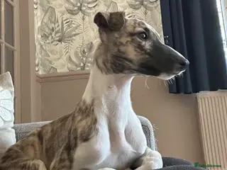 Whippet dogs Beautiful male kc reg full pedigree - Advert 1