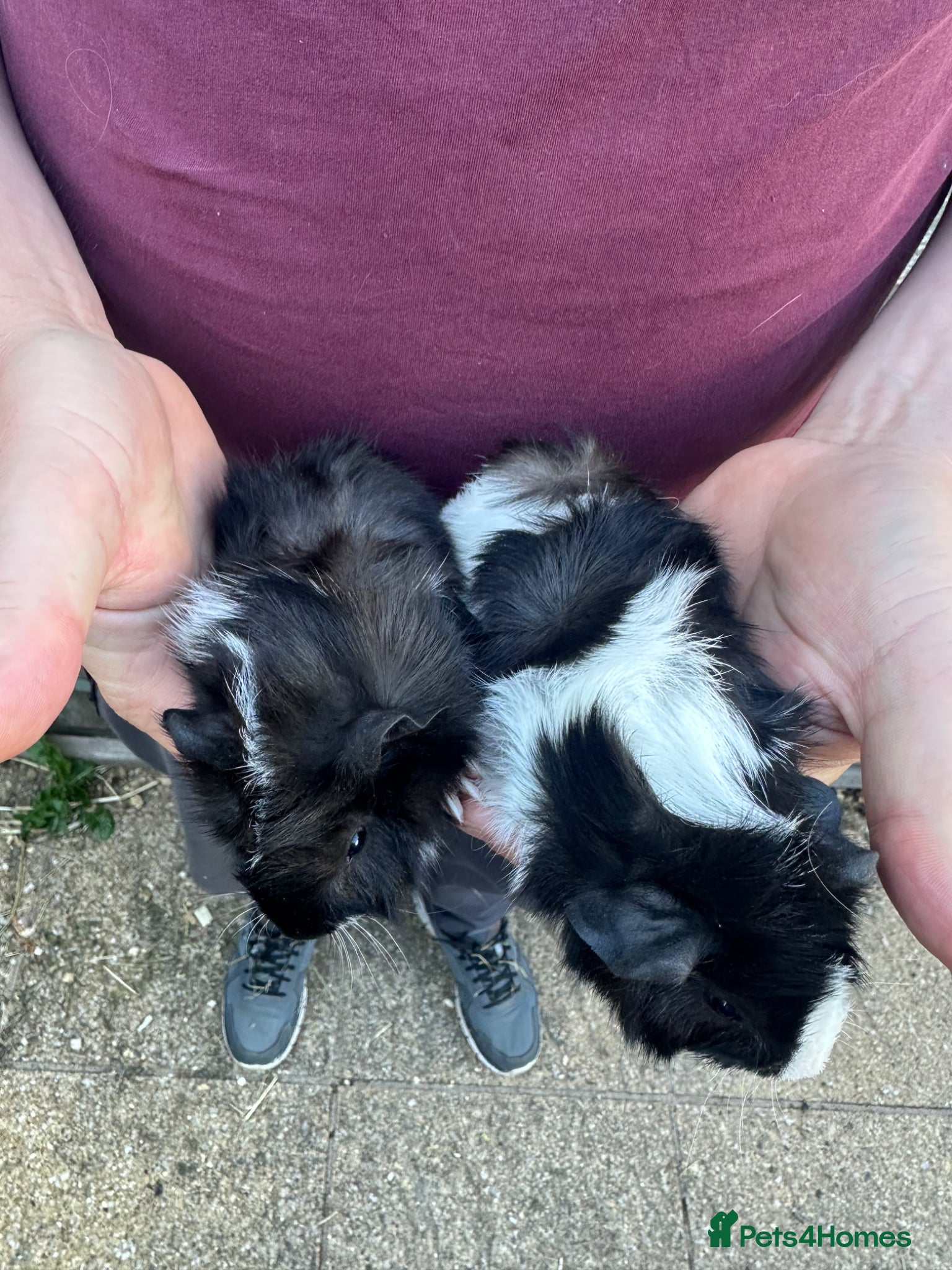 Guinea Pig rodents for sale: Pair of male baby piglets seeking forever homes - Advert 5