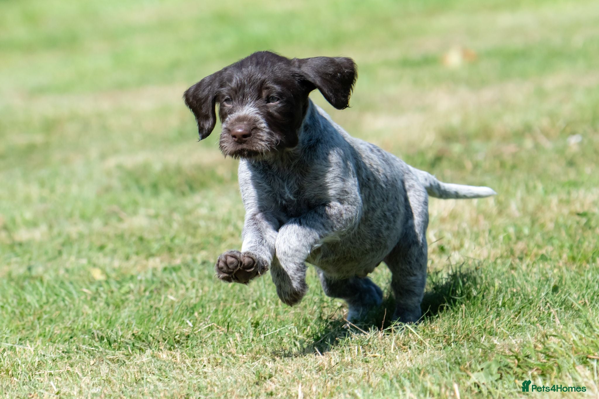 German Wirehaired Pointer dogs BEAUTIFUL HEALTHY KC REGISTERED GWP PUPS - Advert 3