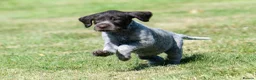 German Wirehaired Pointer dogs for sale: 1ST VACC GIVEN, HEALTH CHECKED KC REG GWP PUPS  - Advert 17