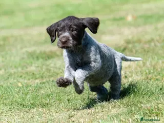 German Wirehaired Pointer dogs BEAUTIFUL HEALTHY KC REGISTERED GWP PUPS - Advert 3