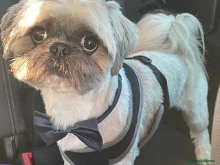 Shih Tzu dogs in Ashton-under-Lyne - Advert 3