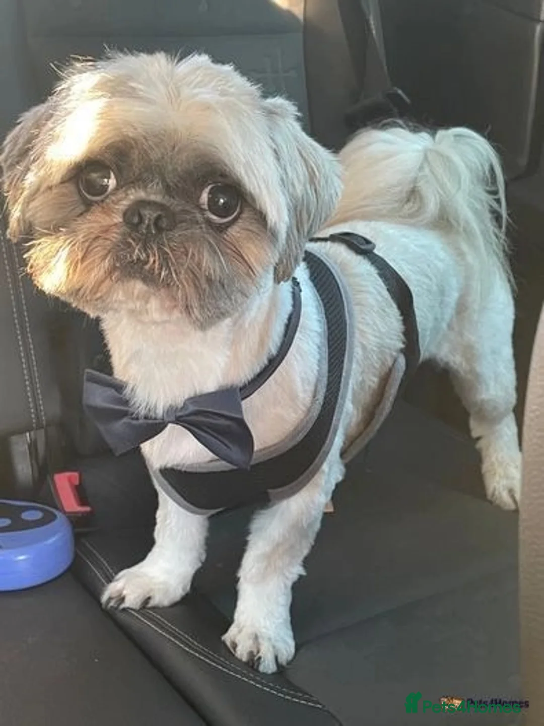 Shih Tzu dogs for stud: For stud ( proven ) in Ashton-under-Lyne - Advert 1