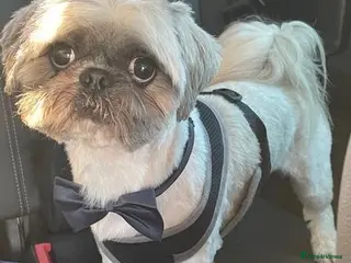 Shih Tzu dogs For stud ( proven ) in Ashton-under-Lyne - Advert 1