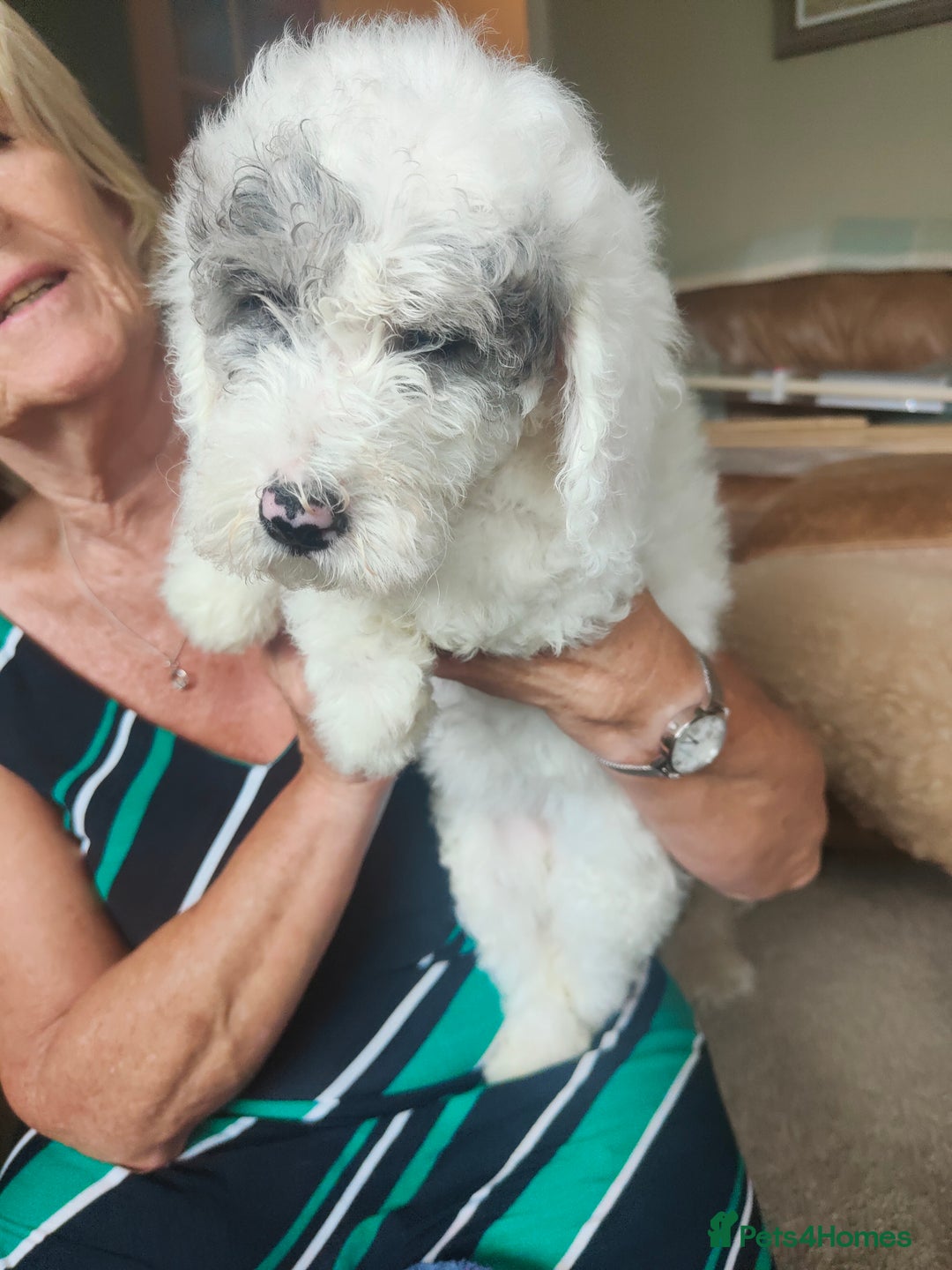 Cockapoo dogs for sale: Beautiful cockapoo puppies  in Alfreton - Image 9