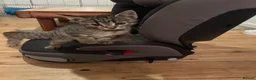 Mixed Breed cats for sale: Our little tabby kittens  in Caterham - Advert 3