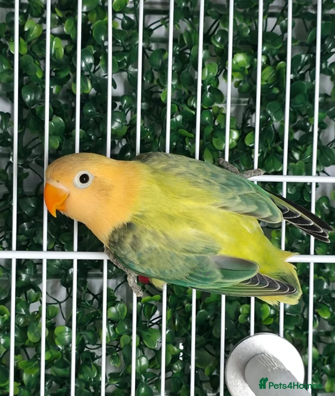 Lovebirds birds for sale: AQUA EUWING OPALINE/PALE FALLOW - Advert 1