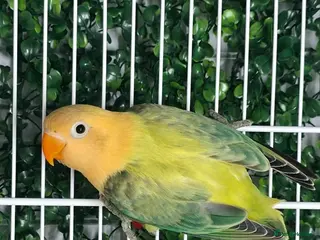 Lovebirds birds AQUA EUWING OPALINE/PALE FALLOW - Advert 7