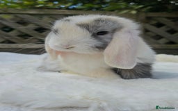Mini Lop rabbits for sale: Mini lop male  - Image 2