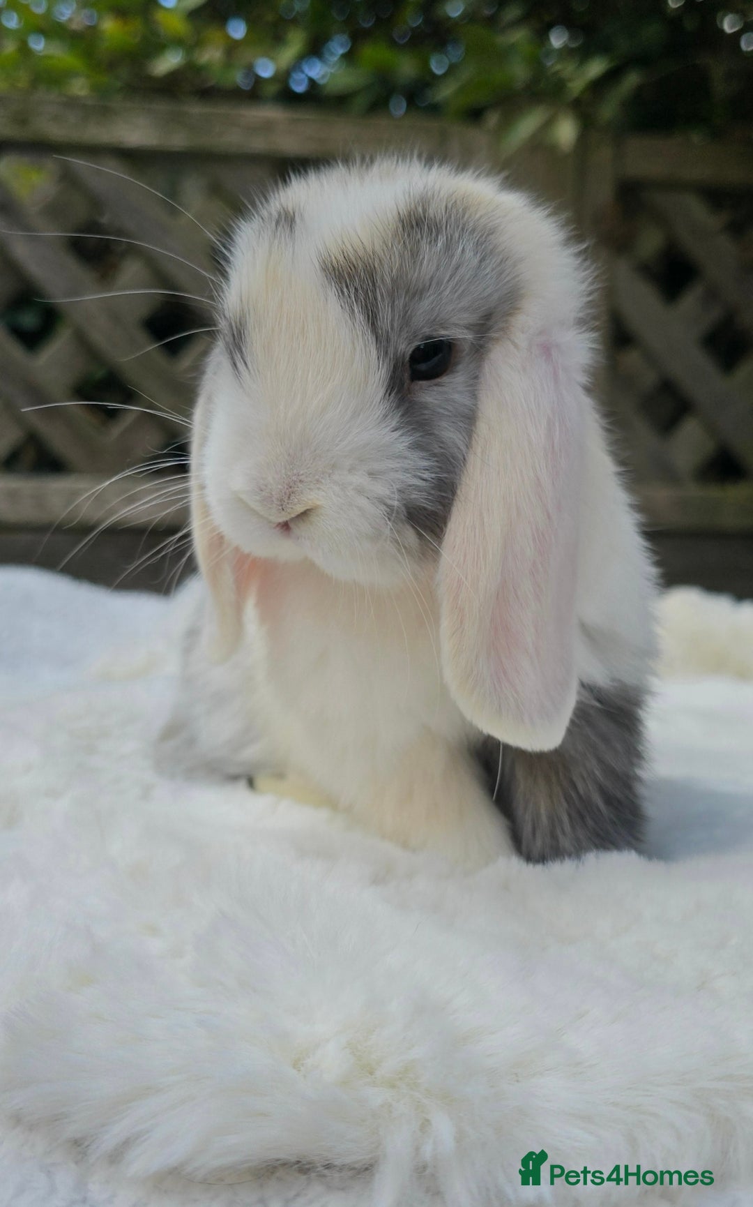 Mini Lop rabbits for sale: Mini lop male  - Image 2