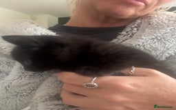Mixed Breed cats for sale: 4 black fluff balls  - Image 20