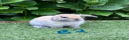 Mini Lop rabbits for sale: Pure bred mini lops baby rabbits  - Advert 14