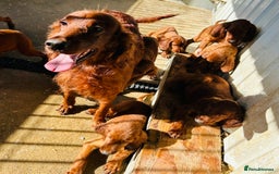 Irish Setter dogs for sale: Outstanding red Irish setters puppies - Image 24