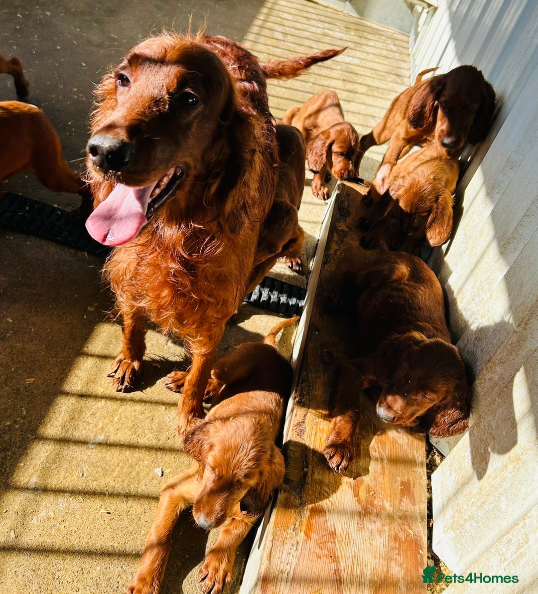 Irish Setter dogs for sale: Outstanding red Irish setters puppies - Image 24