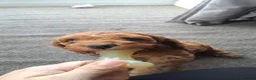 Cockapoo dogs for sale: Absolutely stunning golden cockapoo boy - Advert 5