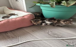 Mixed Breed cats for sale: 🐾 7 Adorable Kittens Looking for Loving Homes 🐾 - Image 3