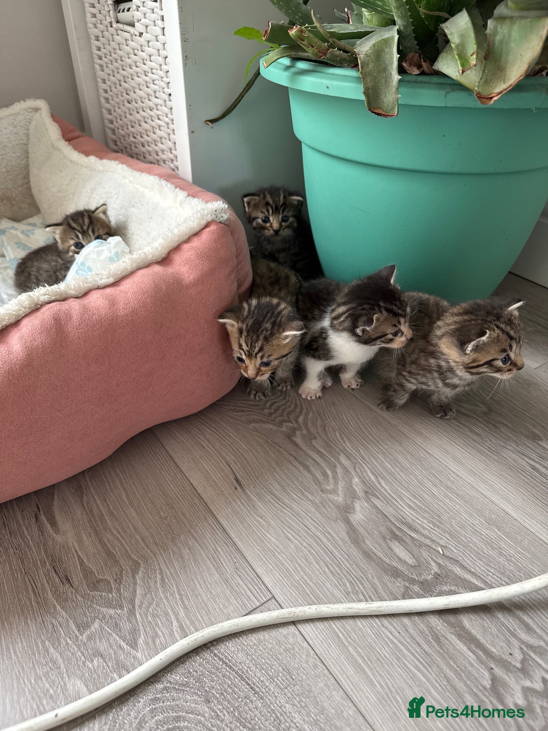 Mixed Breed cats for sale: 🐾 7 Adorable Kittens Looking for Loving Homes 🐾 - Image 3