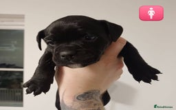 Mixed Breed dogs for sale: British Bulldog, Staffy Cross Pups - Advert 13