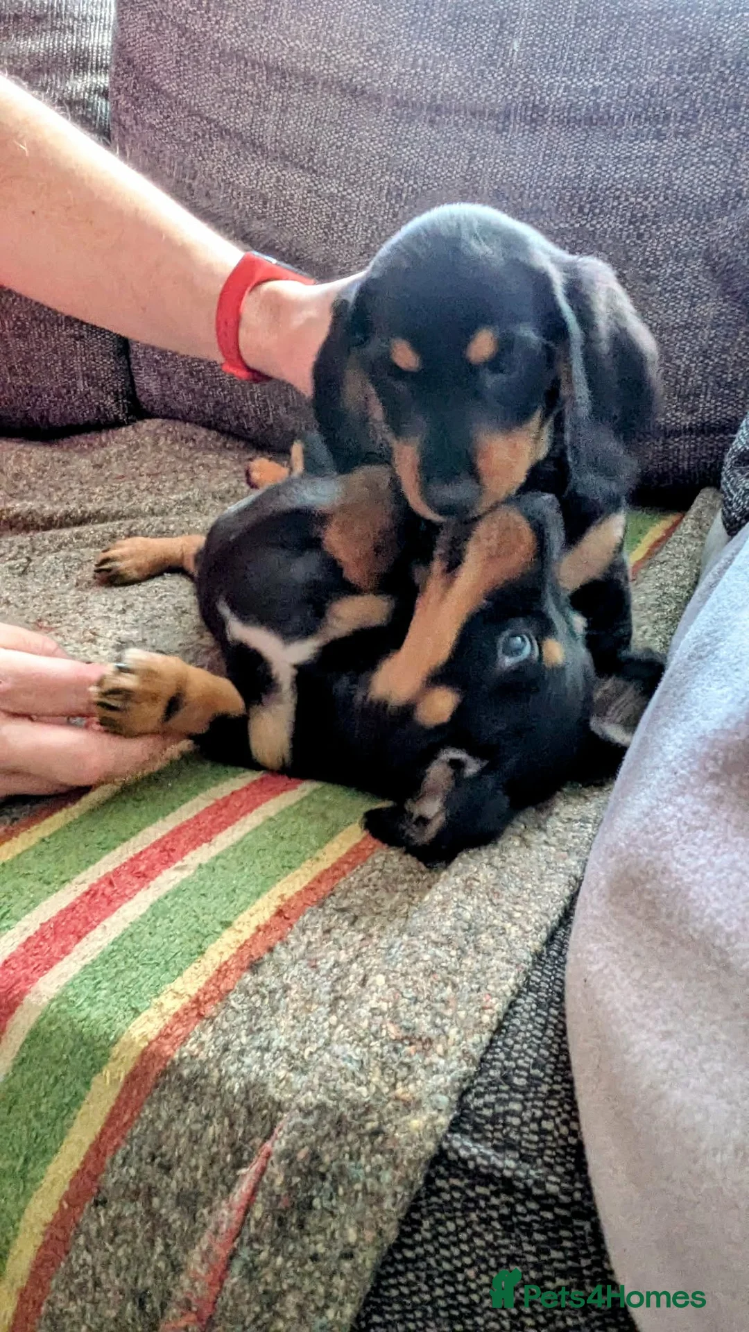 Dachshund dogs for sale: Stunning Long Haired Dachshund Puppies  - Advert 11