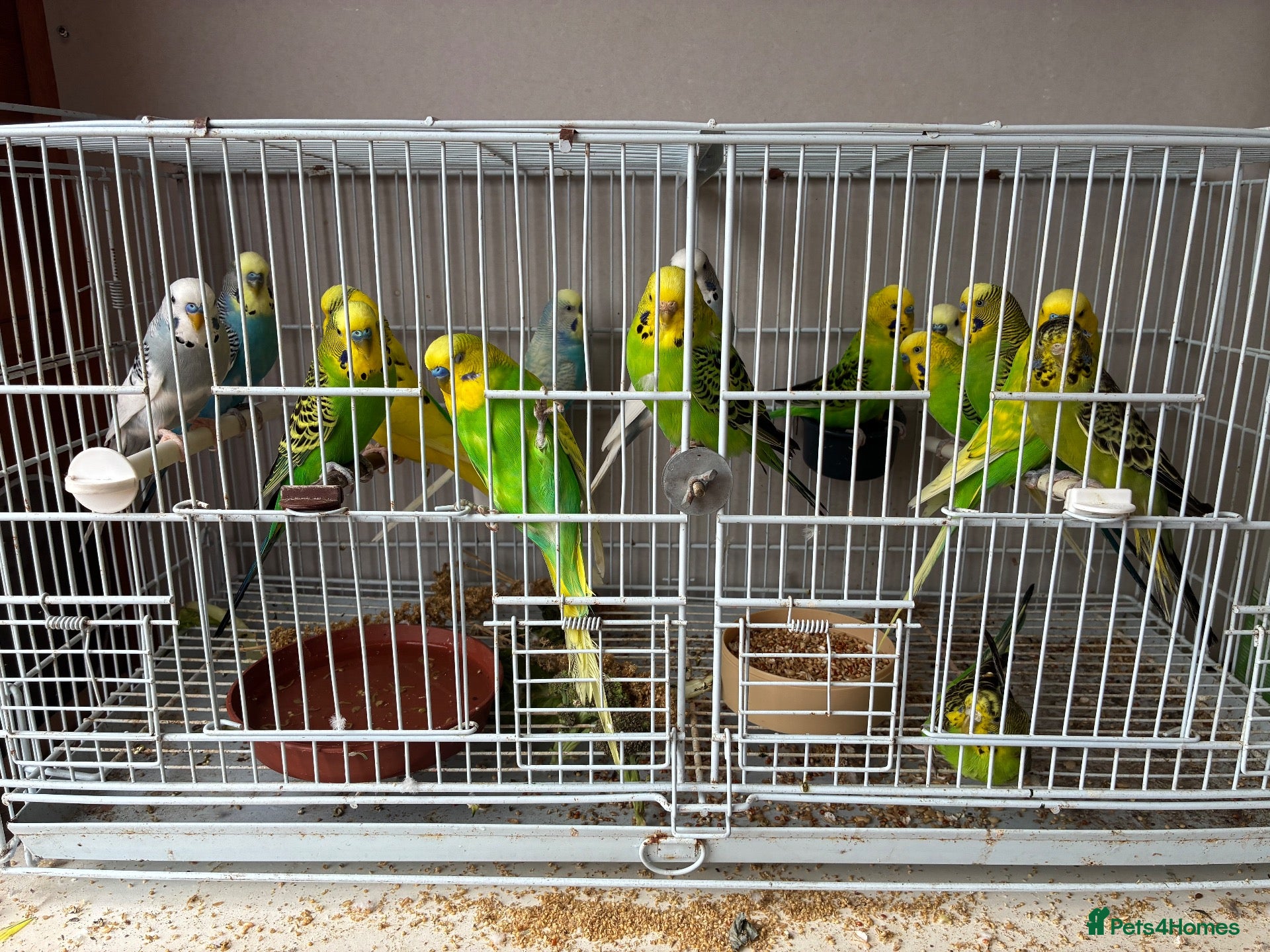 Budgerigars birds Budgies  - Advert 4