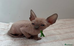 Sphynx cats for sale: Four beautiful Sphynx kittens for sale 🤍 - Image 16