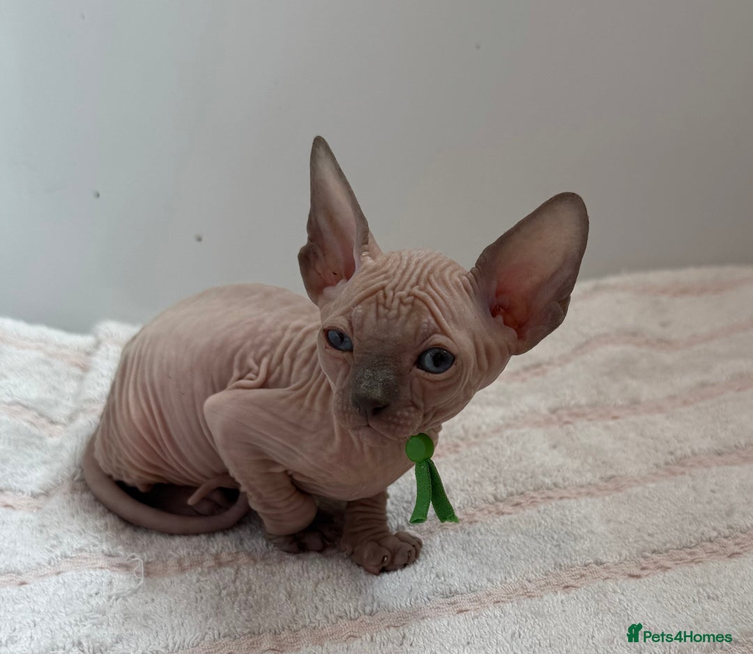 Sphynx cats for sale: Four beautiful Sphynx kittens for sale 🤍 - Image 16