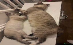 Mixed Breed cats for sale: 2 beautiful female kittens for sale - Image 19