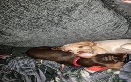 Miniature Dachshund dogs for stud: STUD available  - Image 27