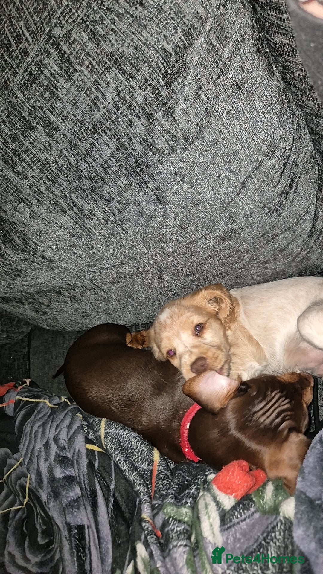 Miniature Dachshund dogs for stud: STUD available  - Image 27